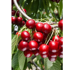 Prunus avium ´Hedelfingenská´ / Třešeň Hedelfingenská, mah.