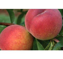 Prunus persica ´Suncrest´ / Broskvoň, Adesoto