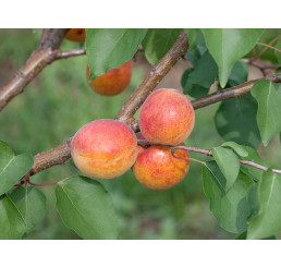 Prunus armeniaca ´Maďarská´ / Meruňka středně raná, St.Julien