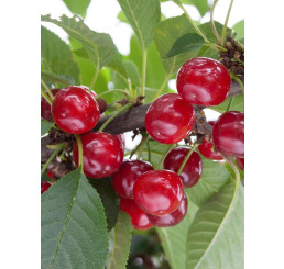 Prunus cerasus ´Campanello´ / Višeň sloupovitá, BK