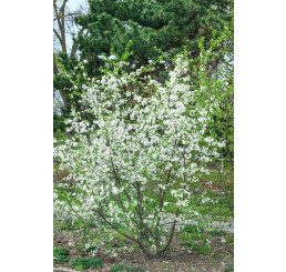 Prunus ´Carmine Jewell´ / Višeň krovitá, 60-80 cm, K11