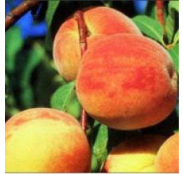 Prunus persica ´Cresthaven´ / Broskvoň pozdní, GF677, VK