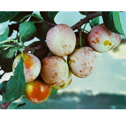 Prunus domestica ´Althanová´ / Ryngle červená, myr.