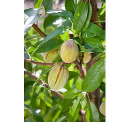 Prunus dulcis / Mandloň sladkoplodá krajová, GF677