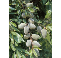 Prunus dulcis ´Ferragnes´ / Mandloň obecná, Adesoto