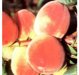Prunus persica ´Flamingo´ / Broskvoň, GF677