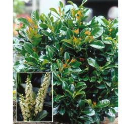 Prunus laurocerasus ´Etna´® / Bobkovišeň lékařská, 20-30 cm, C1,5