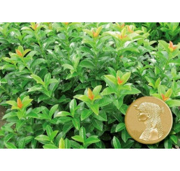 Prunus laurocerasus ´Kleopatra´® / Bobkovišeň lékařská, 40-50 cm, C3