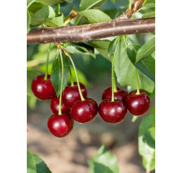 Prunus cerasus ´Pandy´ / Višeň