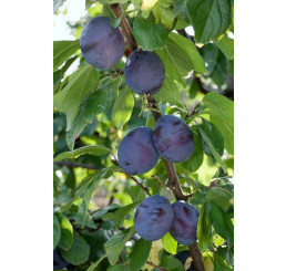 Prunus domestica ´President´ / Slivoň, Wavit