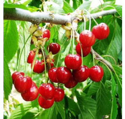 Prunus avium ´Rivan´ / Třešeň, Gisela5