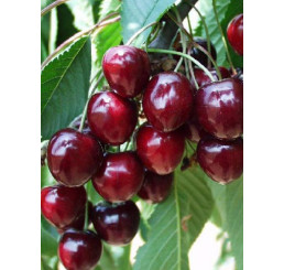 Prunus avium ´Karešova´ / Třešeň, 125-150 cm, C7, Gisela 5