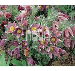 Pulsatilla vulgaris / Koniklec obecný , K9