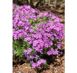 Phlox subulata ´Purple Beauty´ / Plamenka šídlovitá, K9