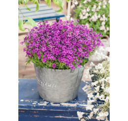 Phlox subulata ´Purple Beauty´ / Plamenka šídlovitá, K9