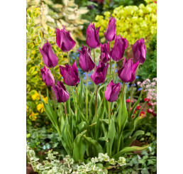 Tulipa ´Purple Dream´ / Tulipán, bal. 7 ks, 11/12