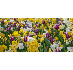 Směs tulipánů a narcisů ´PURPLE DETAILS´ , bal. 100 ks, I, XXL