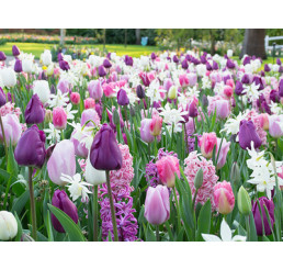 Směs tulipánů a hyacintů ´PURPLISH´ , bal. 100 ks, 11/12 XXL
