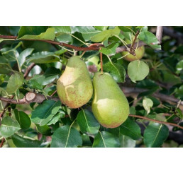 Pyrus communis ´Nojabrskaja´ / Hrušeň zimní, hr.planá