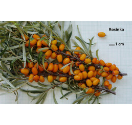 Hippophae rhamnoides ´Rosinka´/ Rakytník řešetlákový, K9