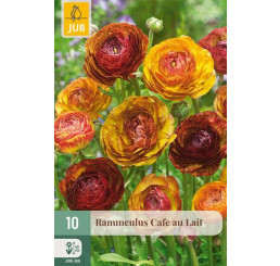 Ranunculus ´CAFE AU LAIT´/ Pryskyřník, bal. 10 ks, 5/6
