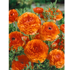 Ranunculus ´Orange´ / Pryskyřník oranžový, bal. 10 ks, 6/+