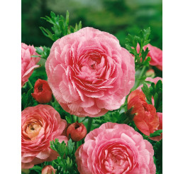 Ranunculus ´Pink´ / Pryskyřník, bal. 10 ks, 6/+