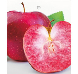 Malus ´RED LOVE®´ / Jabloň zimní, M7