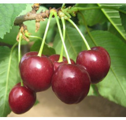 Prunus avium ´Regina´ / Třešeň, Colt