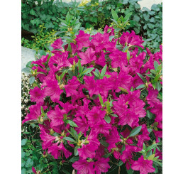Rhododendron ´Blau Danube´ / Pěnišník fialový, C2