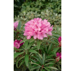 Rhododendron hybridum ´Graziella´ / Pěnišník růžový, C2