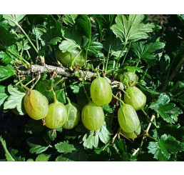 Ribes grossularia ´Prima´ / Angrešt rezistentní zelený, roubovaný keř, VK, 4-5 výh.