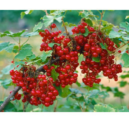 Ribes rubrum ´Junifer´ / Rybíz červený, ker, 4-5 výh., VK