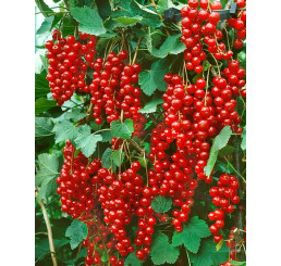 Ribes rubrum ´Stanza´ / Rybíz červený, stromek, 2-3 výhony