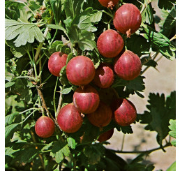 Ribes grossularia ´Kamenar´ / Angrešt rezistentní, roub. keř, 30-40 cm, K12