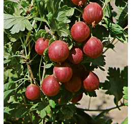 Ribes grossularia ´Kamenar´ / Angrešt rezistentní, stromek, K12