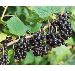 Ribes nigra  ´Kopanija´ / Rybíz černý, keř, 4-5 výh., VK