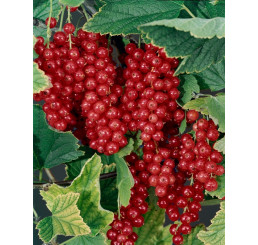 Ribes rubrum ´Maraton´ / Rybíz červený, keř 4-5 výh., VK