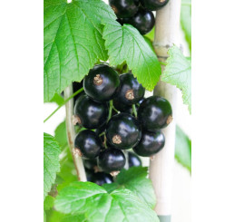 Ribes nigra ´Bona´ / Rybíz černý, keř, 4-5 výh., VK