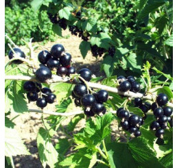 Ribes nigra ´Tisel´ / Rybíz černý, keř, 4-5 výh.