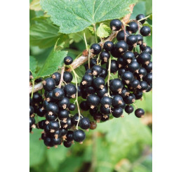 Ribes nigra ´Tiben´ /Rybíz černý, stromek, 4-5 výh.