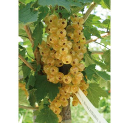 Ribes rubrum ´Blanka´ / Rybíz bílý, stromek, 4-5 výh.