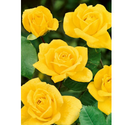 Rosa ´Arthur Rio´ / Růže mnohokvětá žlutá, keř, C2