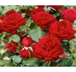 Rosa ´Bergmann´ / Růže čajohybrid, keř, BK