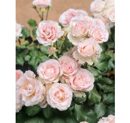 Rosa ´Clg. Cairo´ / Růže popínavá, keř, BK