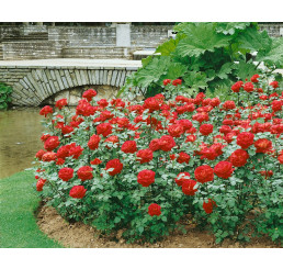 Rosa ´Dame de Coeur´´ / Růže čajohybrid růžovočervená, keř, BK
