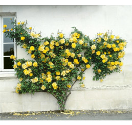 Rosa ´Clg. Golden Sove´ / Růže popínavá, keř, C3
