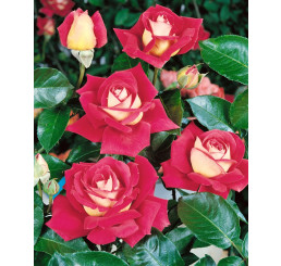 Rosa ´Kronenbourg´ / Růže čajohybrid červenožlutá/bílá, keř