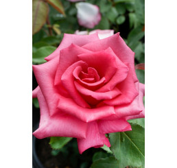 Rosa ´Luzia Nistler´ / Růže čajohybrid, keř, BK