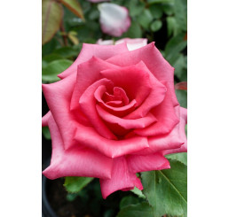 Rosa ´Luzia Nistler´ / Růže čajohybrid, keř, BK